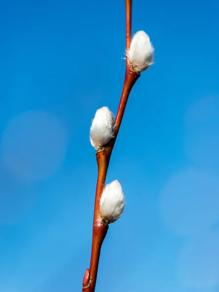 Willow twig — Stockfoto