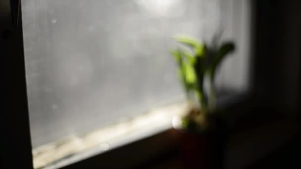 Üstünde belgili tanımlık pencere bitki, blur bulanıklık — Stok video