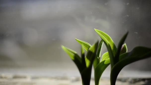 Растение на окне, дефокус размыт — стоковое видео