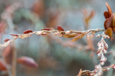 kış orman dallarında ıslak bitki
