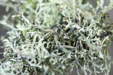 kış orman dallarında ıslak bitki