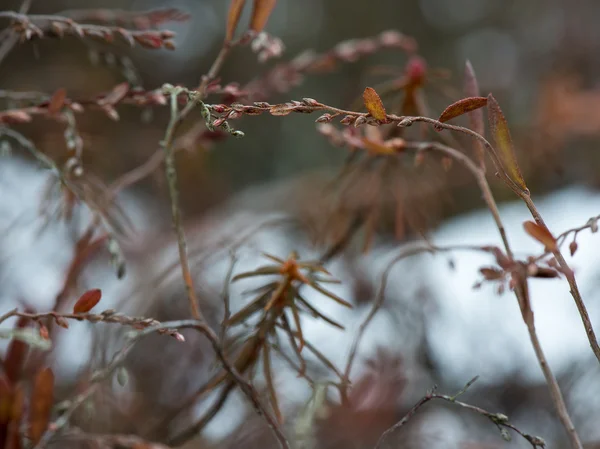 Mokry roślina oddziałów w zimowym lesie — Zdjęcie stockowe