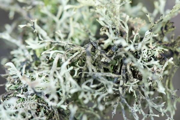 kış orman dallarında ıslak bitki