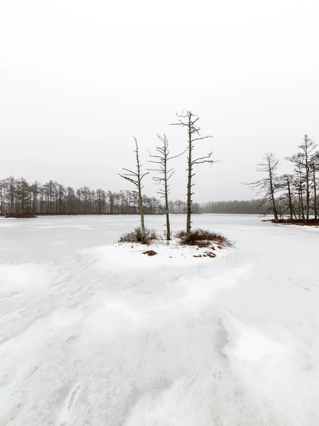 Zimowa scena z mgły i białe pola — Zdjęcie stockowe