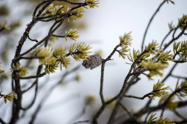 Çam ağacı closeup frost ile — Stok fotoğraf