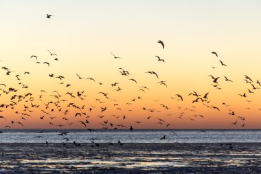 gün batımı dondurulmuş deniz üzerinde uçan kuşlar
