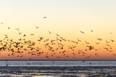 gün batımı dondurulmuş deniz üzerinde uçan kuşlar
