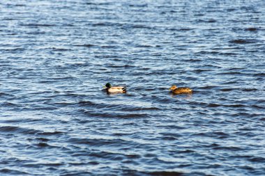 iki ördek bir su birikintisi yakın bir güzel sonbahar günbatımı üzerinde yüzme