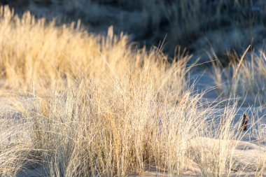 güzel arka plan çim dokusu günbatımı üzerinde