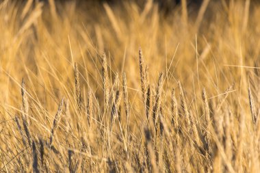 güzel arka plan çim dokusu günbatımı üzerinde