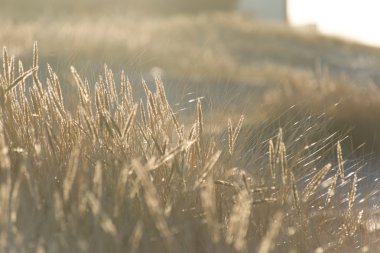 güzel arka plan çim dokusu günbatımı üzerinde