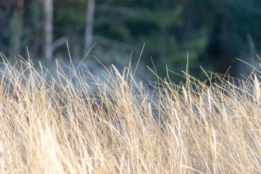 güzel arka plan çim dokusu günbatımı üzerinde