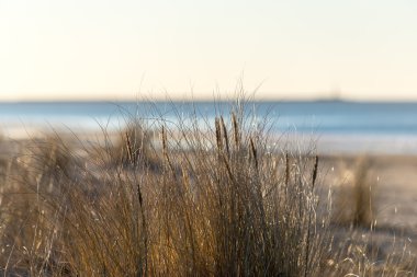 güzel arka plan çim dokusu günbatımı üzerinde