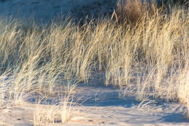 güzel arka plan çim dokusu günbatımı üzerinde