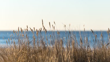 güzel arka plan çim dokusu günbatımı üzerinde