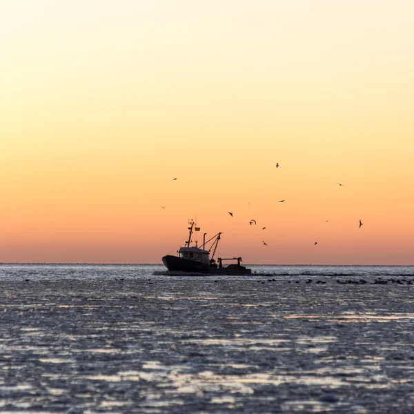 birds flying in sunset over frozen sea and small ship