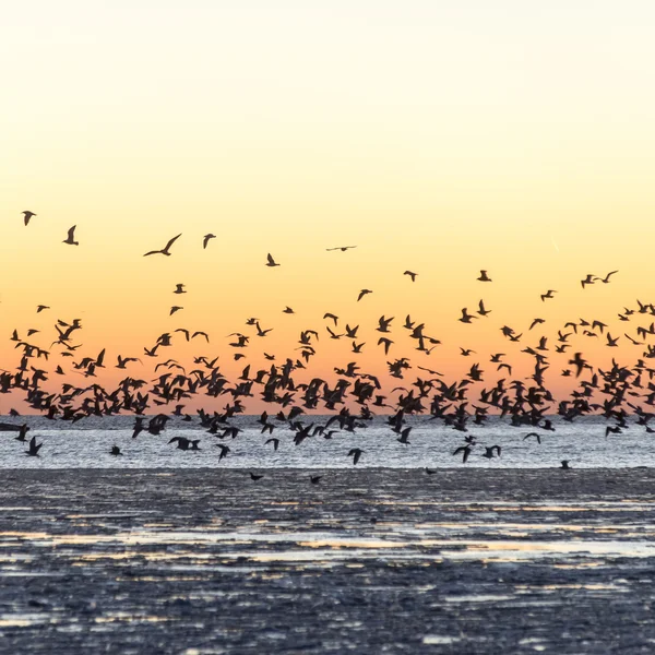 Aves voando ao pôr do sol sobre o mar congelado — Fotografia de Stock