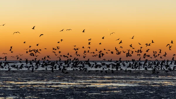 Aves voando ao pôr do sol sobre o mar congelado — Fotografia de Stock