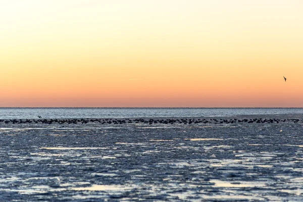 Sunset over frozen sea — Stock Photo, Image