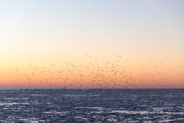 Pôr do sol sobre o mar congelado — Fotografia de Stock