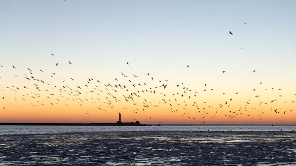 Aves voando ao pôr do sol sobre o mar congelado — Fotografia de Stock