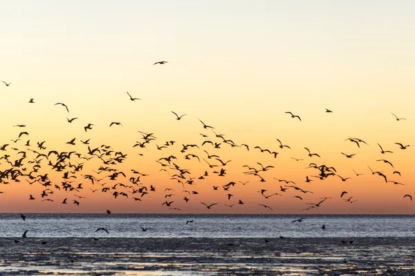 Aves volando al atardecer sobre el mar congelado — Foto de Stock