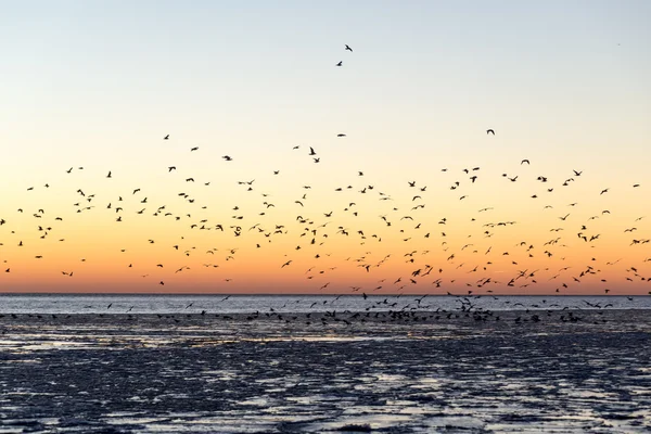 birds flying in sunset over frozen sea
