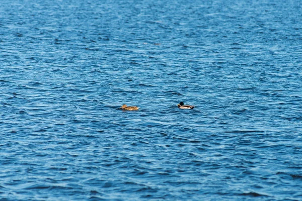 Dois patos nadando em uma lagoa perto de um belo pôr do sol queda — Fotografia de Stock