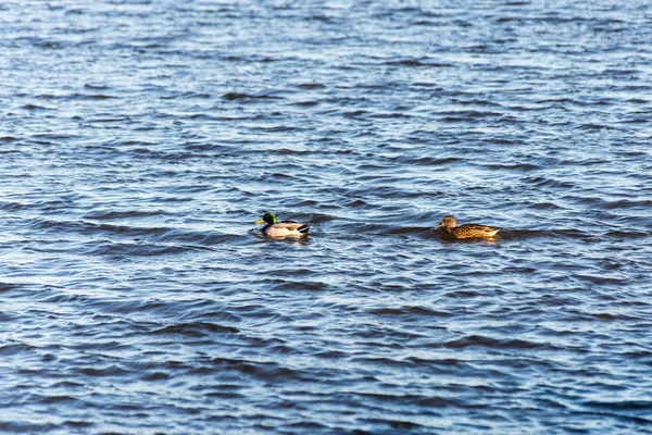 Две утки плавают на пруду возле красивого осеннего заката — стоковое фото