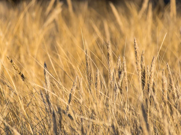 Krásné abstraktní pozadí textury trávy na sunset — Stock fotografie