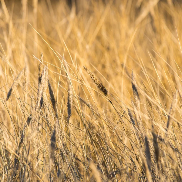 Krásné abstraktní pozadí textury trávy na sunset — Stock fotografie