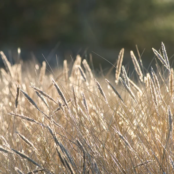 Krásné abstraktní pozadí textury trávy na sunset — Stock fotografie