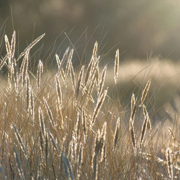 Bonito abstrato fundo grama textura no por do sol — Fotografia de Stock