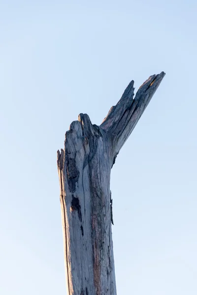 Beau bois sec abstrait sur fond de ciel — Photo