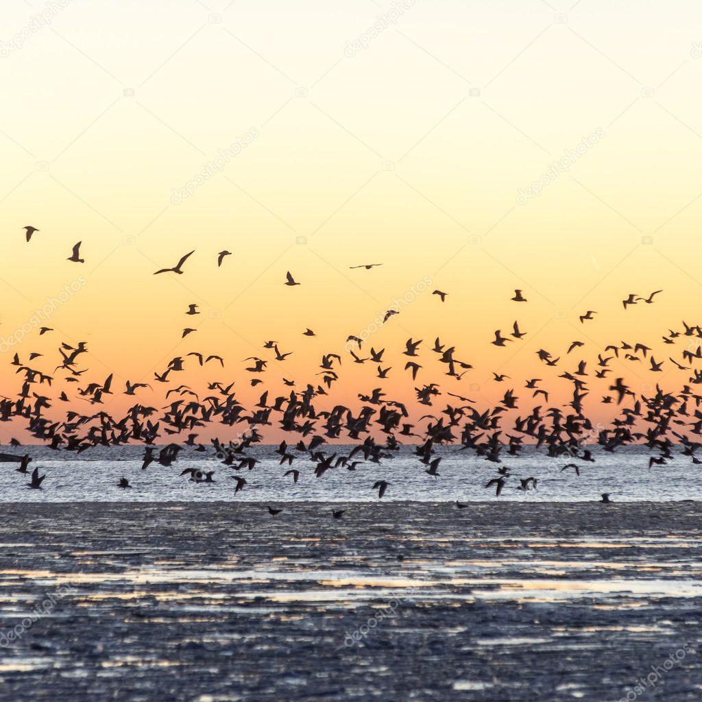 birds flying in sunset over frozen sea