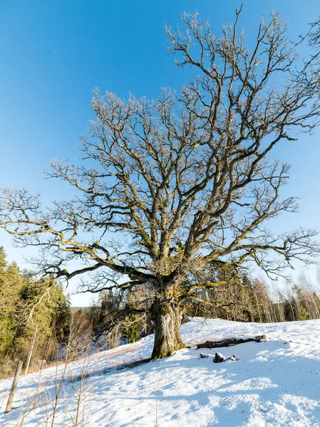 在冬天的老橡树上 — 图库照片