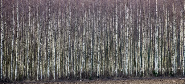 Foresta texture sfondo — Foto Stock