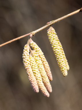 Koyu arka plan üzerinde bahar tomurcukları ile dal