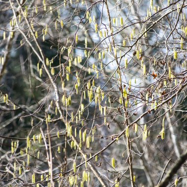 Koyu arka plan üzerinde bahar tomurcukları ile dal