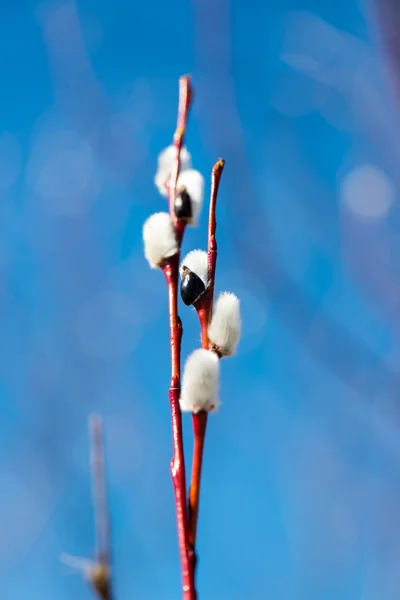 Willow twig — Stock Photo, Image