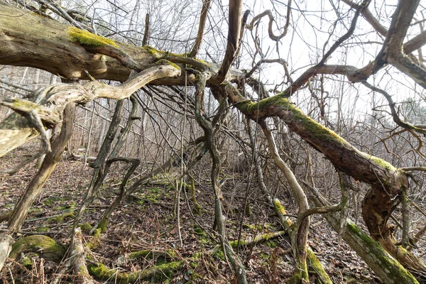 Starý strom v lese — Stock fotografie