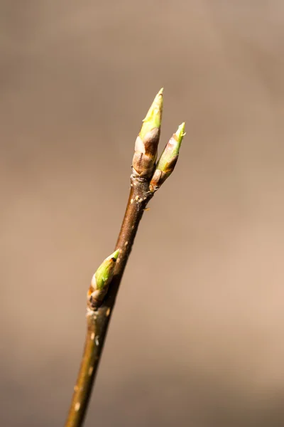 Twig with spring buds on dark background — Stock Photo, Image