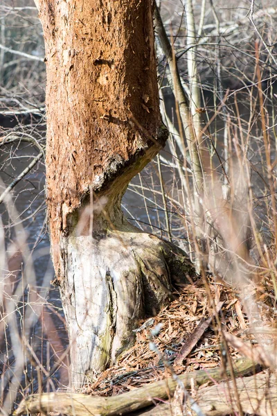 Foresta texture sfondo — Foto Stock