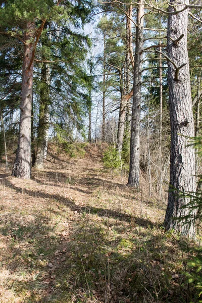 forest textured background