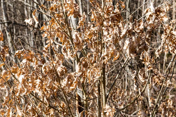 Bos getextureerde achtergrond — Stockfoto