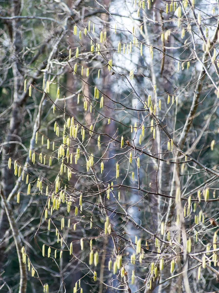Ramita con brotes de primavera sobre fondo oscuro — Foto de Stock