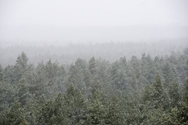 Sisli ormanın panoramik görünüm