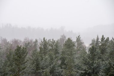 Sisli ormanın panoramik görünüm