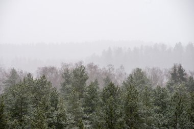 Sisli ormanın panoramik görünüm
