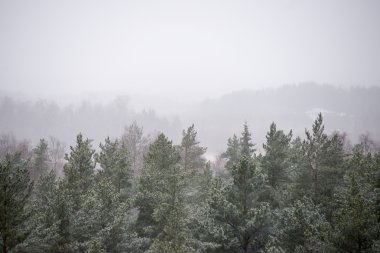 Sisli ormanın panoramik görünüm